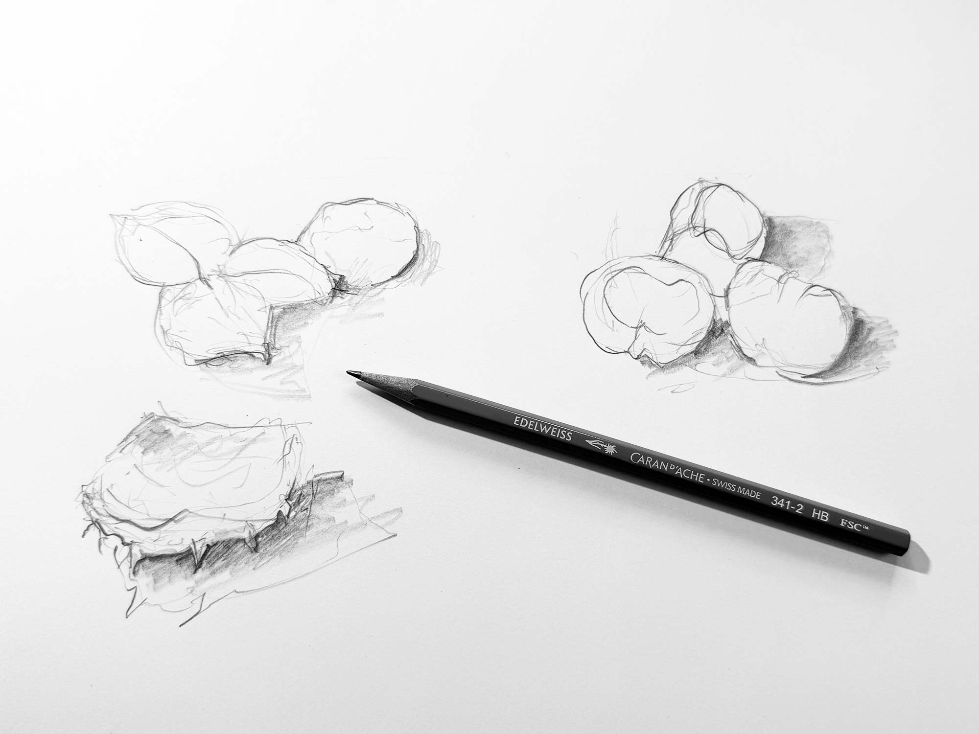 8_1_chestnuts_drawing