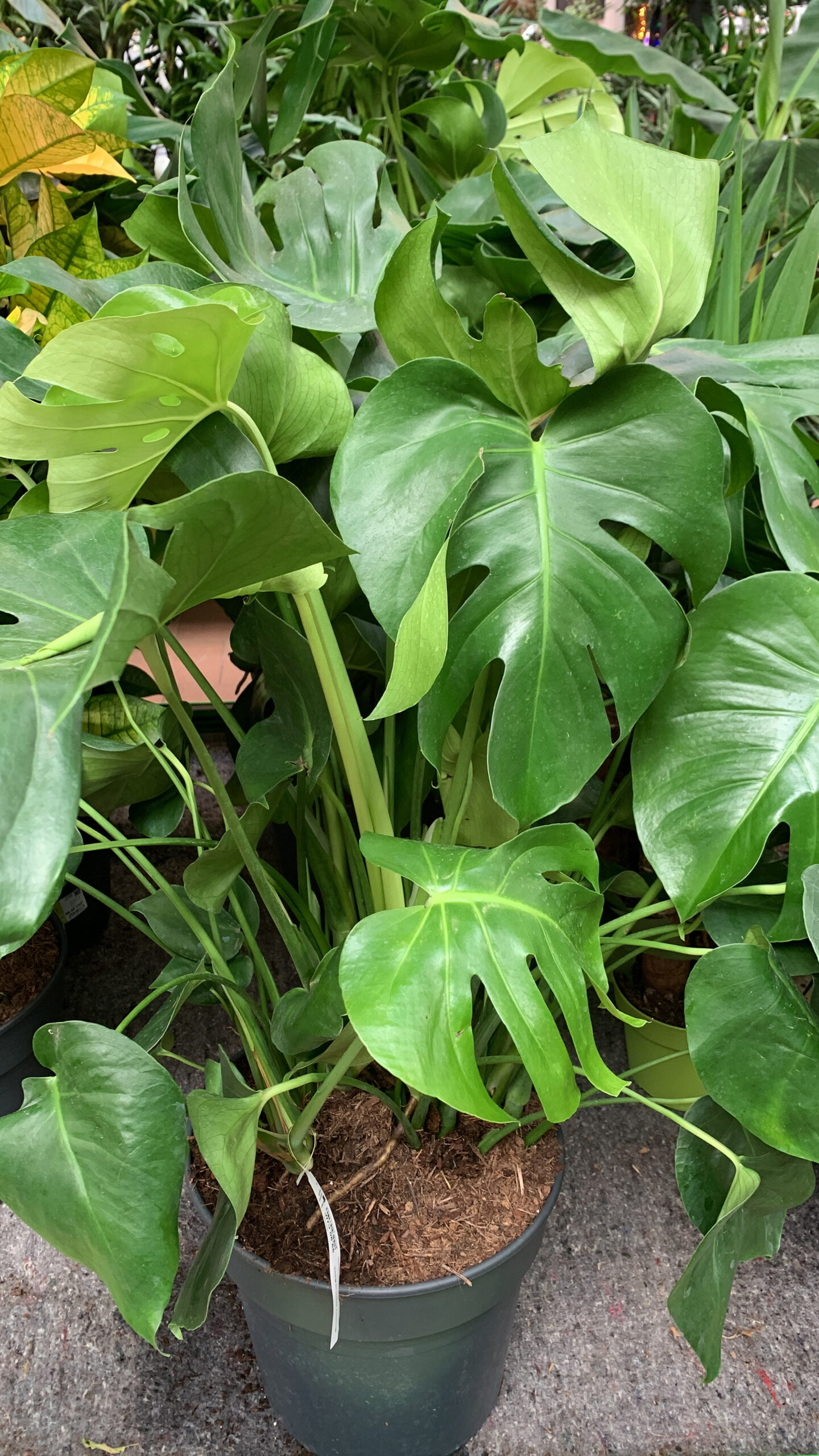 leaves_pot
