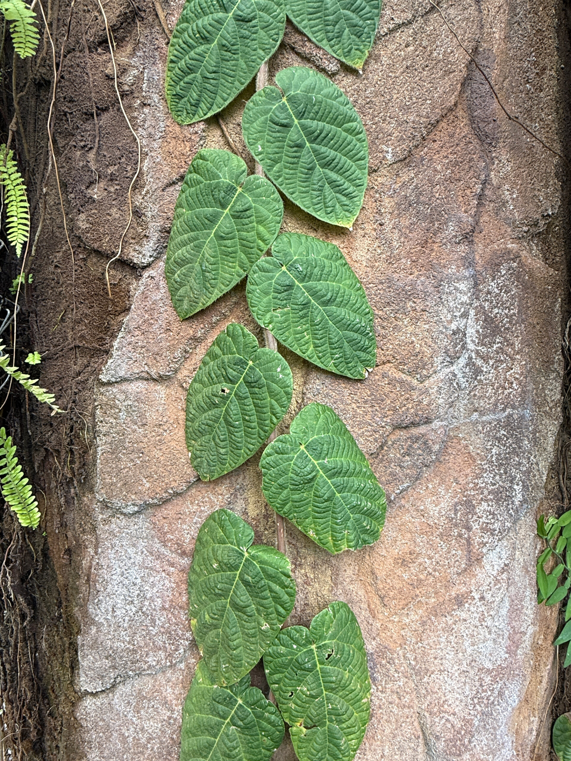 stem